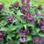 Syringa x 'SMNSDTP' - Baby Kim® Lilac