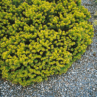 Taxus Cuspidata 'Aurescens' - Golden Japanese Yew