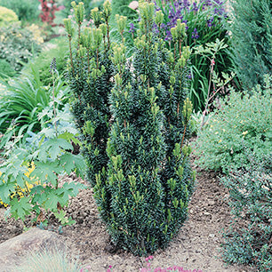 Taxus x media 'Hillii' - Hill's Yew