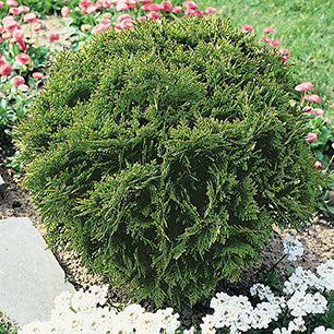 Thuja occidentalis 'Danica' - Danica Globe Cedar | hillennursery