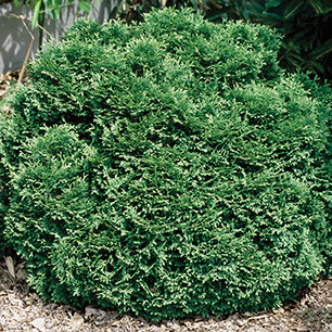 Thuja occidentalis 'Hetz Midget' - Hetz Midget Cedar | hillennursery