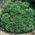 Thuja occidentalis 'Hetz Midget' - Hetz Midget Cedar