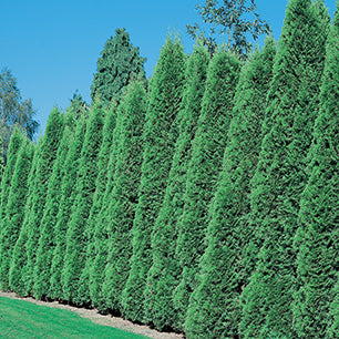 Thuja occidentalis Smaragd Emerald Cedar