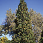 Thuja occidentalis 'Wintergreen' - Wintergreen Cedar