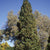 Thuja occidentalis 'Wintergreen' - Wintergreen Cedar