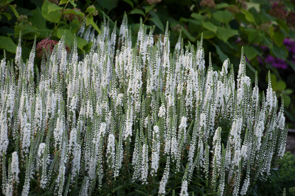 Veronica hybrid 'White Wands' - Magic Show® White Wands Speedwell