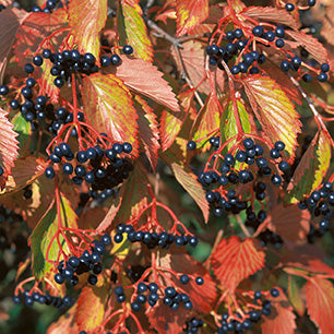 Viburnum dentatum - Arrowwood Viburnum