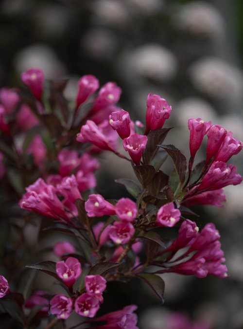 Weigela florida 'Alexandra' - Wine & Roses® Weigela