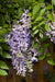 Wisteria macrostachya 'Betty Matthews' - Summer Cascade™ Wisteria