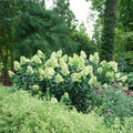Hydrangea paniculata 'SMNHPPH' - Limelight Prime® Hydrangea