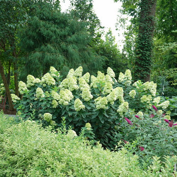 Hydrangea paniculata 'SMNHPPH' - Limelight Prime® Hydrangea