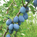Prunus domestica 'Stanley' - Stanley Dwarf Plum