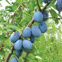 Prunus domestica 'Stanley' - Stanley Dwarf Plum